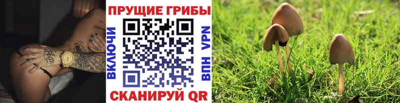 цены   Орехово-Зуево  Псилоцибиновые грибы мицелий 